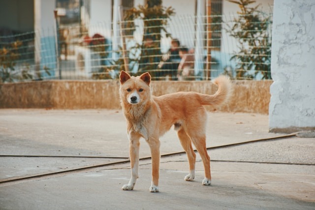 Altura da cabeça do cão