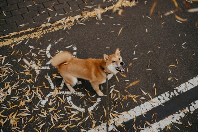 Cão chorando