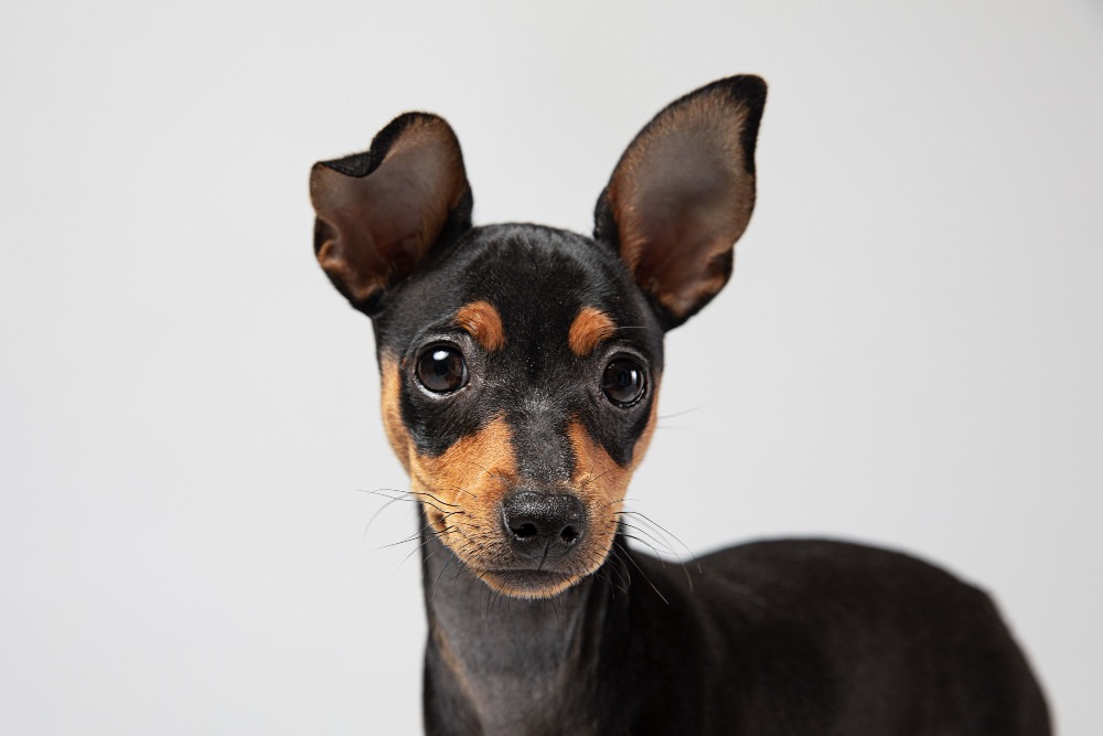 Cão com orelhas para frente