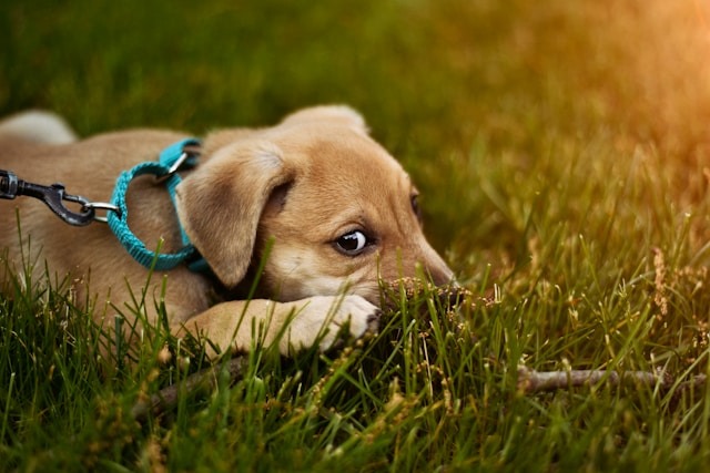 Cão com orelhas para trás