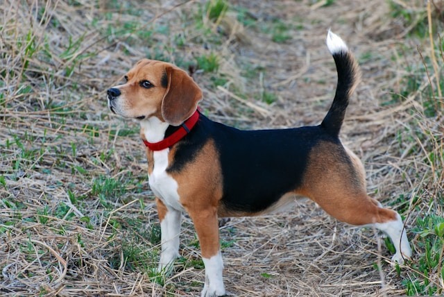 Posição da cauda do cão